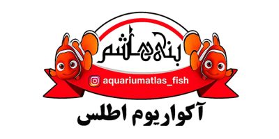 طراحی سایت اکو اطلس پلاس