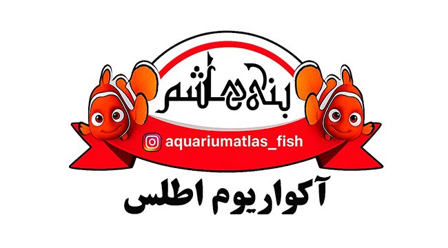 طراحی سایت اکو اطلس پلاس